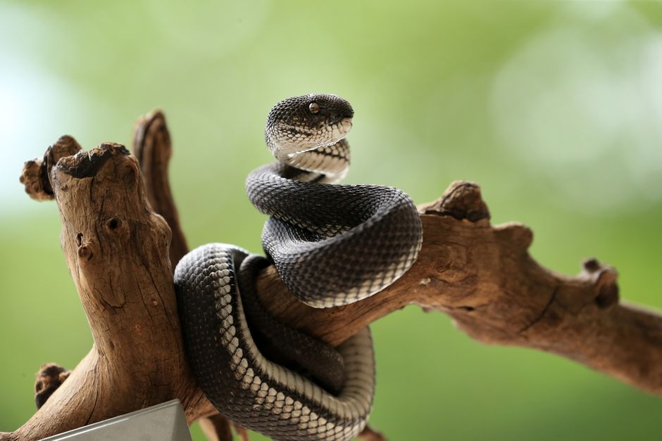 Stunning image of a snake coiled on a tree branch against a lush green background.