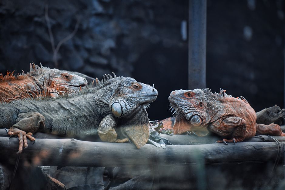 Three green iguanas lounging on a branch in their tropical enclosure at a zoo.
