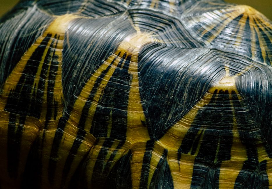 Detailed macro shot of a radiated tortoise shell showing intricate patterns and textures.
