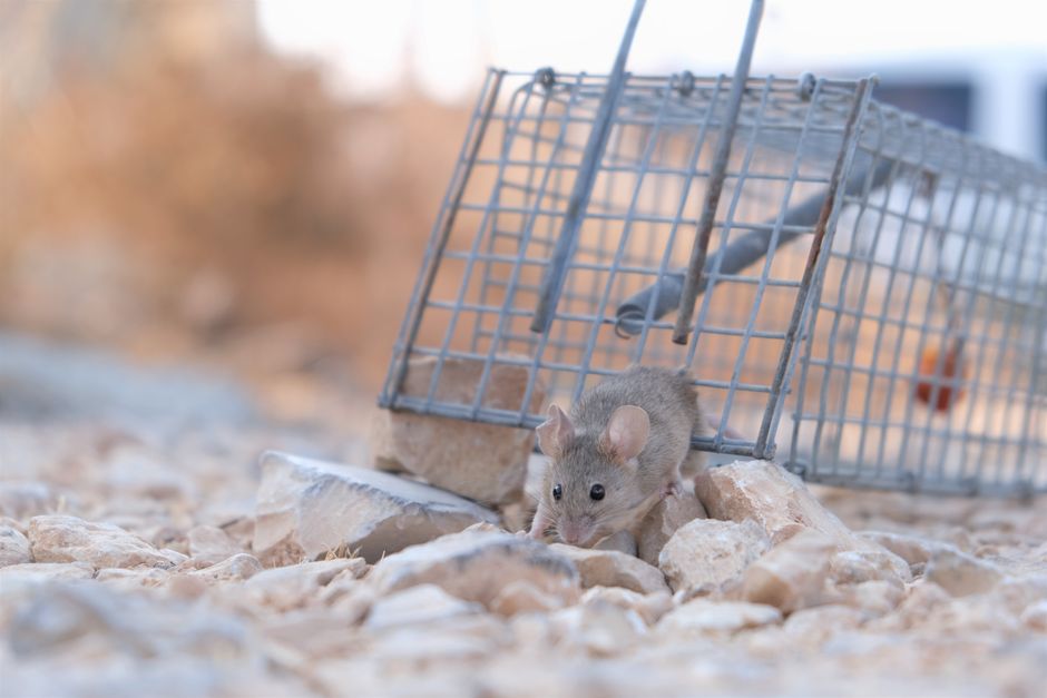 A small mouse escaping a metal trap on a rocky surface, showcasing its agility and survival instinct.