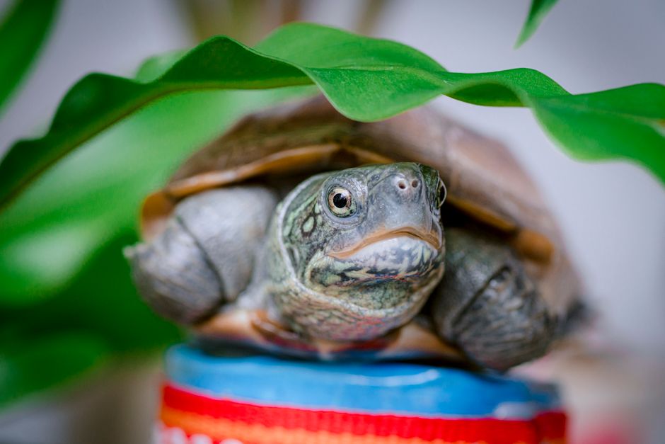 A turtle peeks from beneath vibrant green leaves, showcasing its textured shell.
